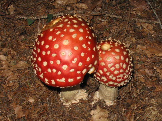 080